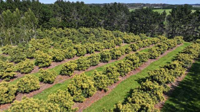 5126 State Highway One Ngataki_3