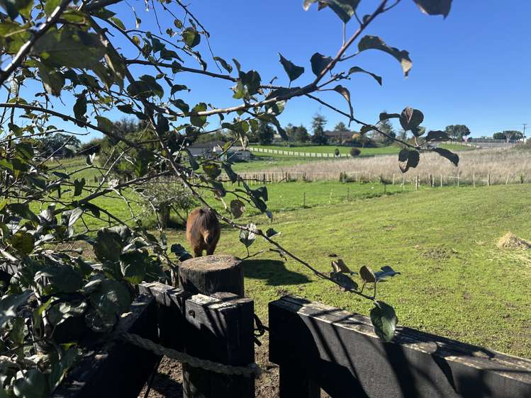 160 Wayside Road Te Kauwhata_26