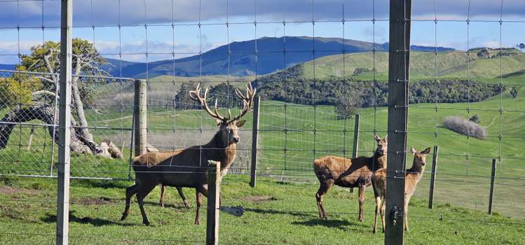 455 Tukairangi Road Nukuhau_24
