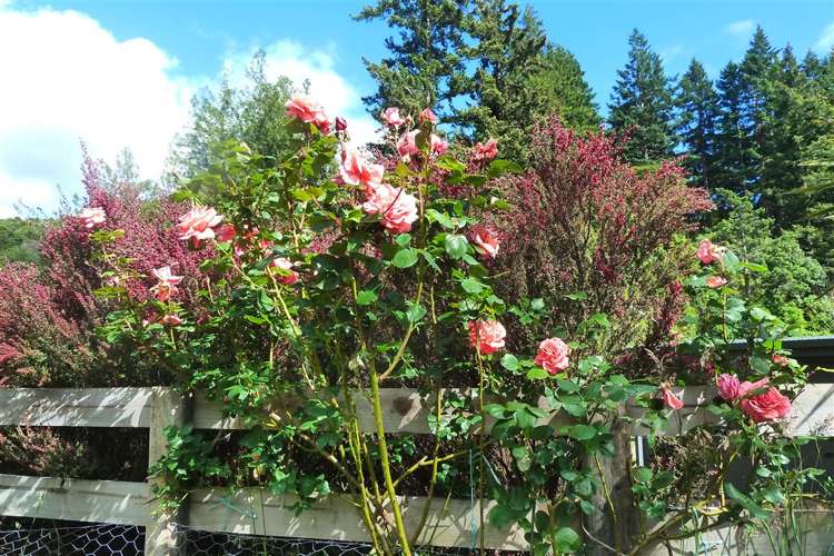 34 Hampden Street Picton_17