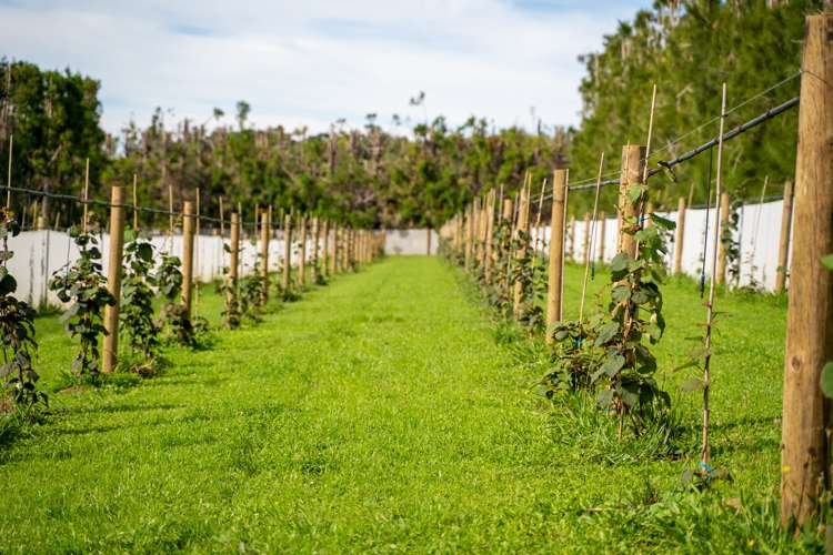 28 Nisbet Road Maungatapere_9