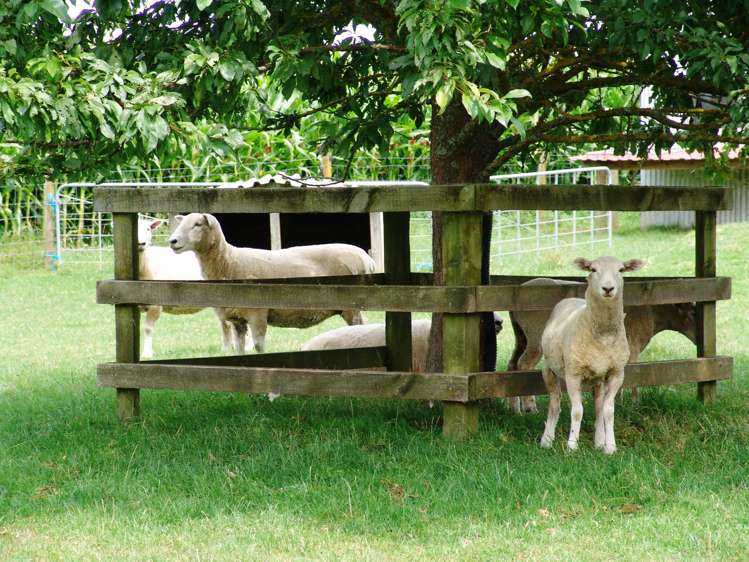 351 Frontier Road Te Awamutu_14