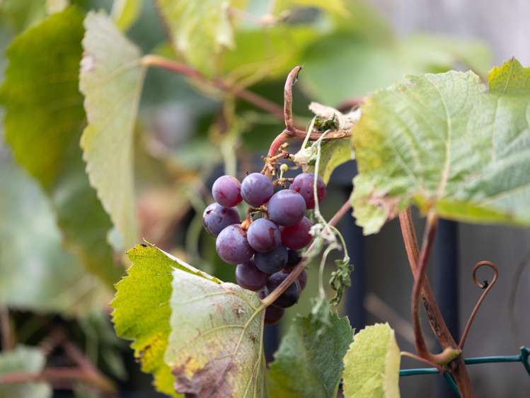 1 Sapling Lane Glenview_11