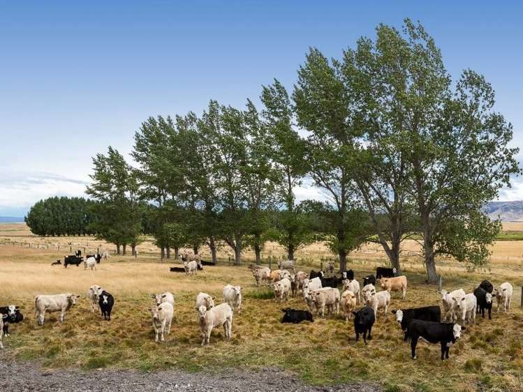 986 Gimmerburn-Waipiata Road Ranfurly_6