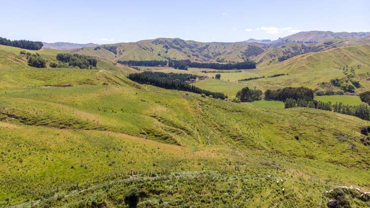 14781 Route 52 Eketahuna_13