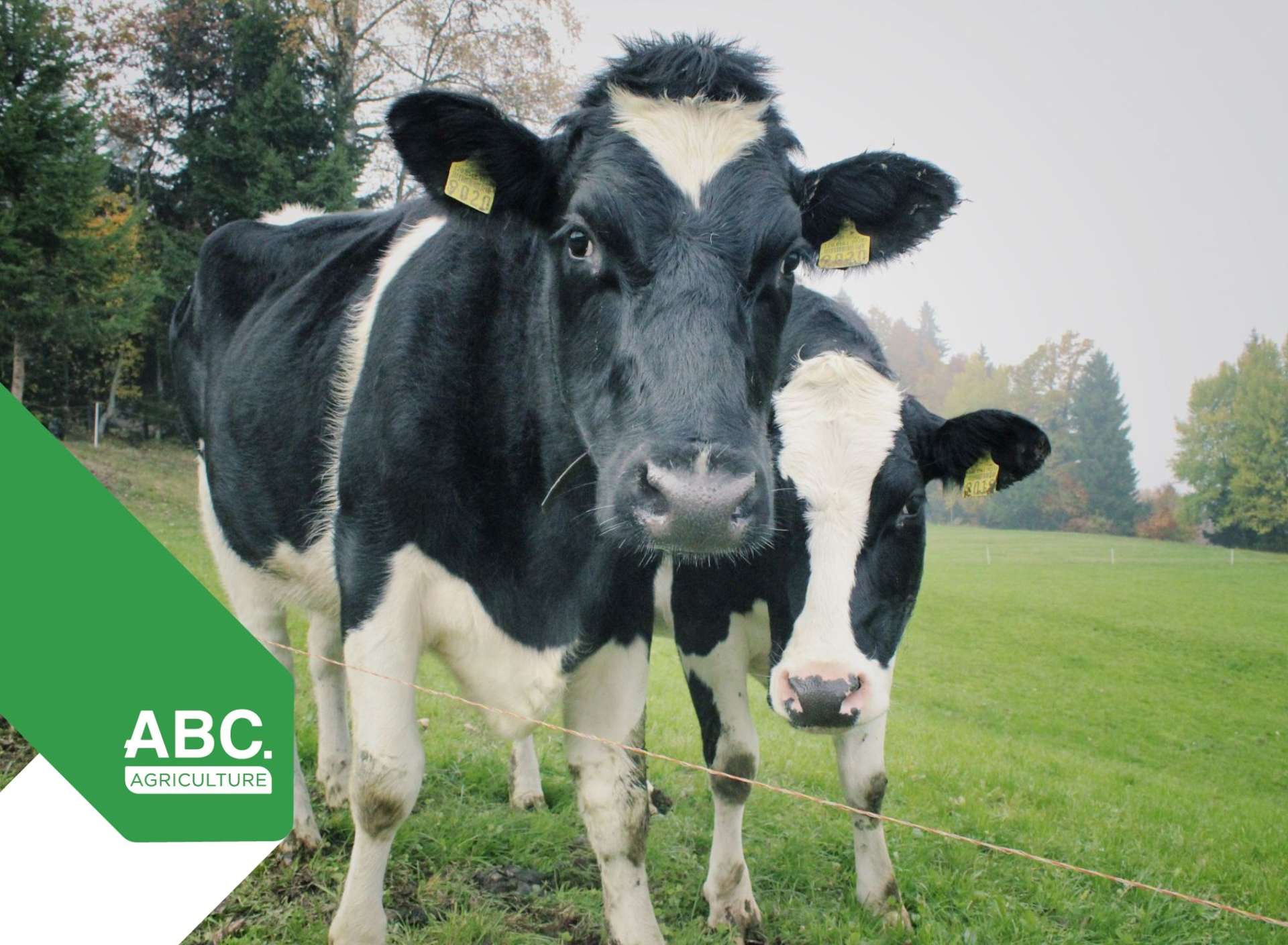 Address withheld Dannevirke_0