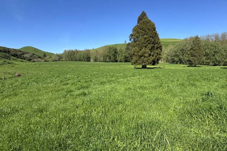 161 Veale Road Otorohanga_29