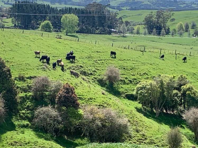 462 Otuiti Road Pukekawa_12