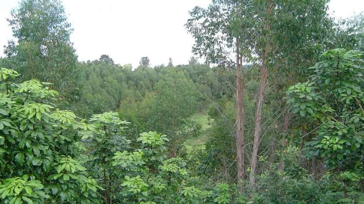 891 Pongakawa Valley Road Okere Falls_6