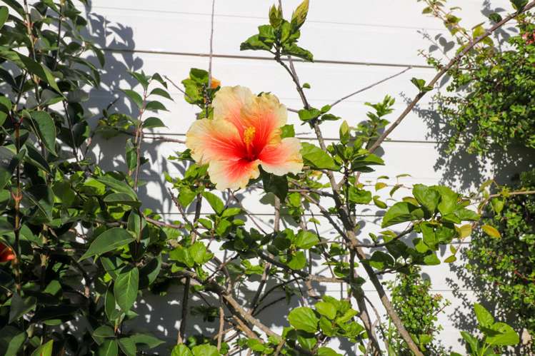 107 Totara Close Thames_23