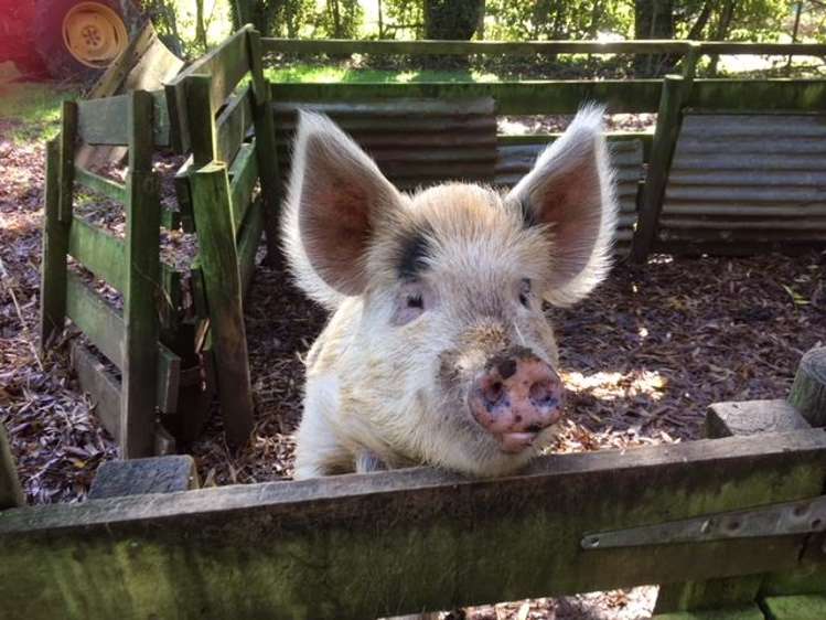 1415 Oparure Road Pomarangai_19