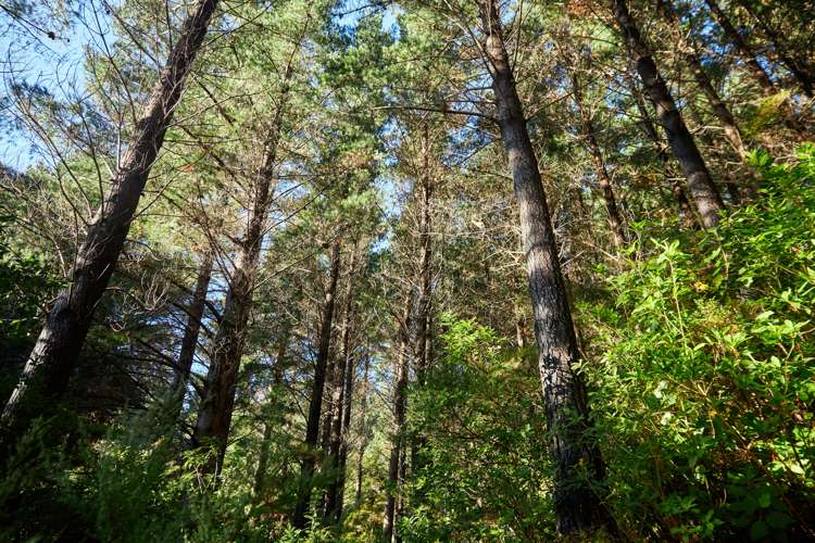 Crail Bay Kenepuru Sound_6