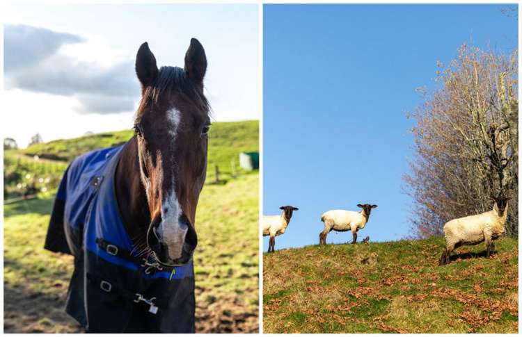 42 Leyland Road Whakamarama_18