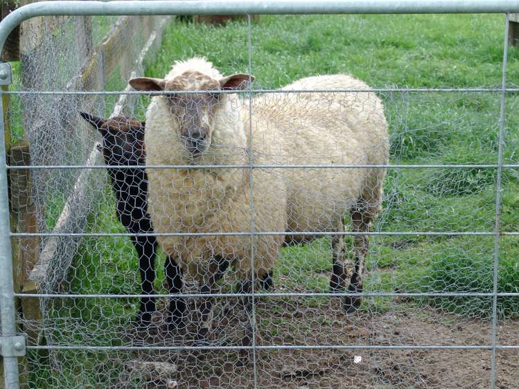 196f Inglefield Street Pirongia_4