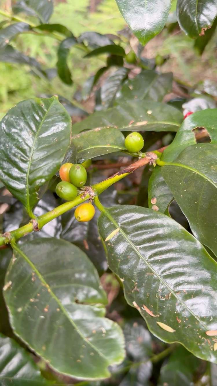 62 Kaitoke Lane Great Barrier Island_26