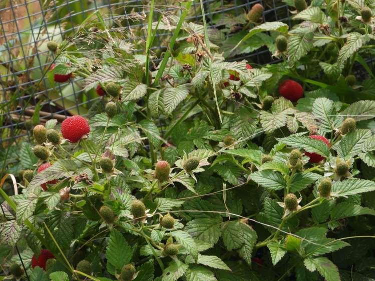 62 Kaitoke Lane Great Barrier Island_14