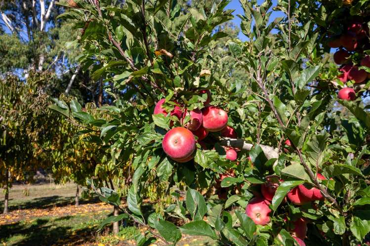 402 Dixons Road Loburn_22