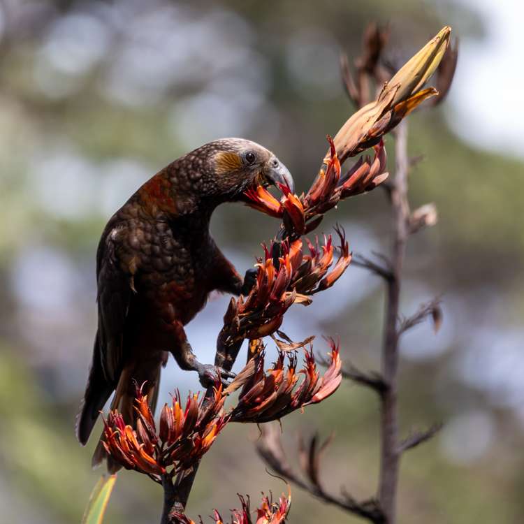 458 Shoal Bay Road Great Barrier Island (Aotea Island)_15