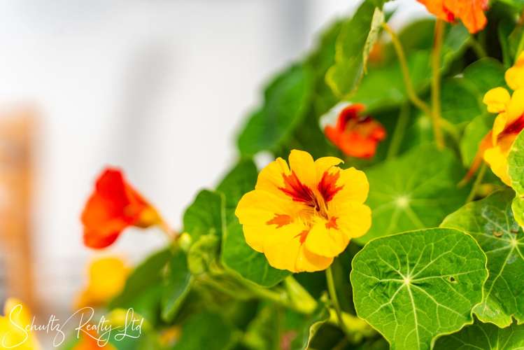 70 Jellicoe Road Ruawai_34