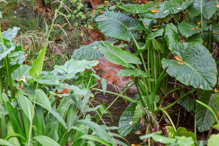 62a Poplar Grove Whalers Gate_6