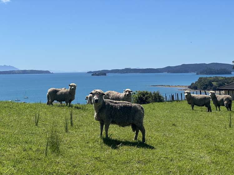 599 Mahurangi East Road Algies Bay_5