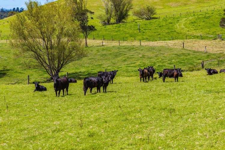 205 Tinopai Road Matakohe_7