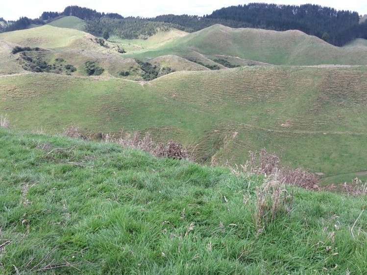 446 Stanley Road Te Popo_26