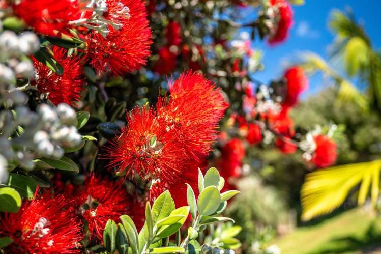 6 Gillies Road Karikari Peninsula_31