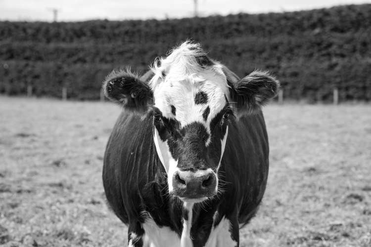 53 Steel Road West Plains_25