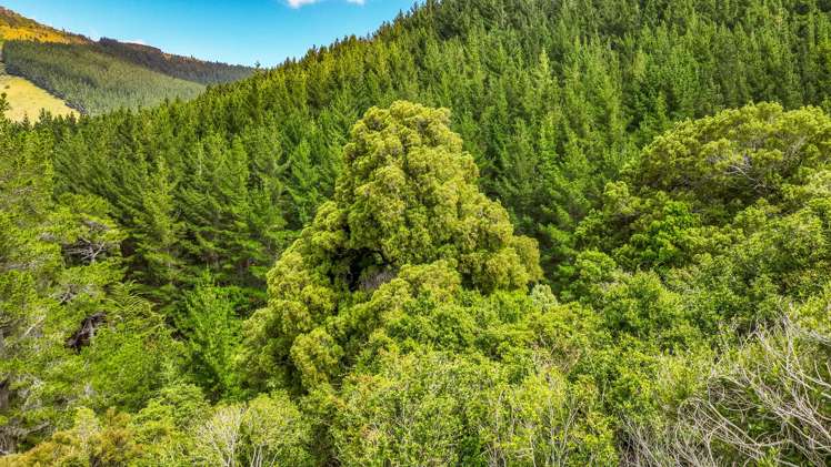 1467 Western Valley Road Port Levy_6