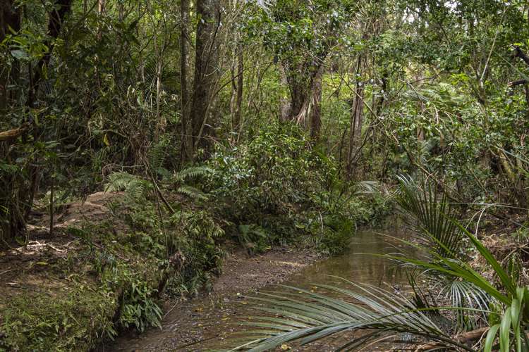 45 Kiwi Lane Kaiwaka_12