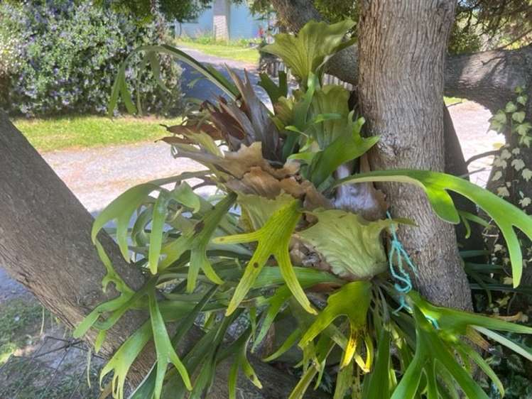 92 Reservoir Street Putaruru_23