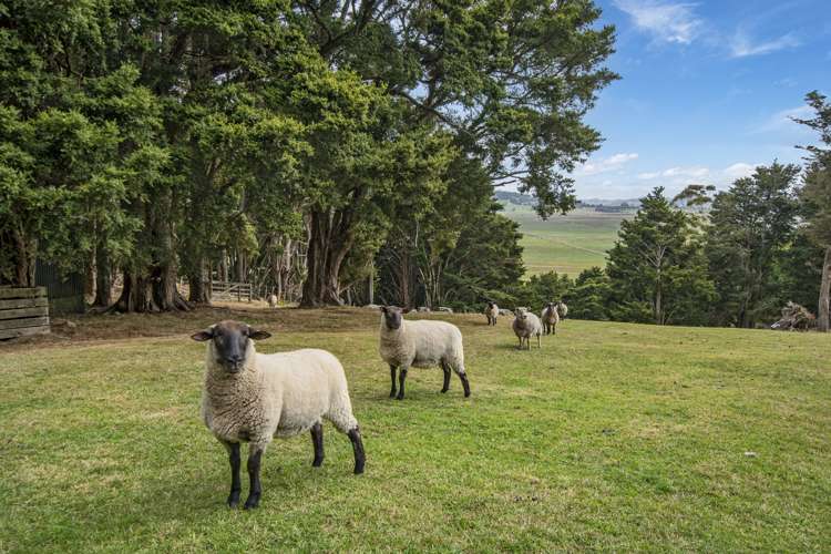 316 Crane Road Kauri_24