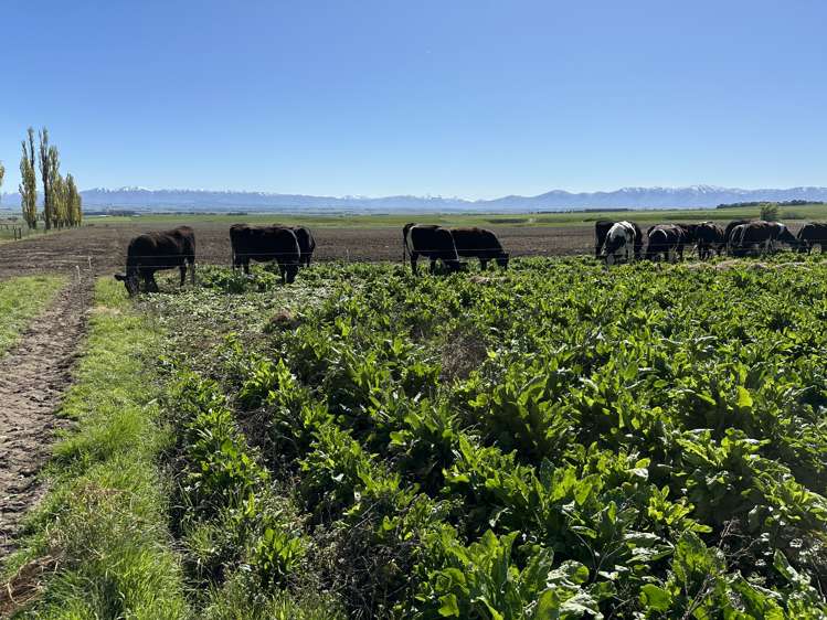 315 Patearoa Road Patearoa_15