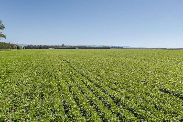 1041 Tikokino Road Waipawa_31