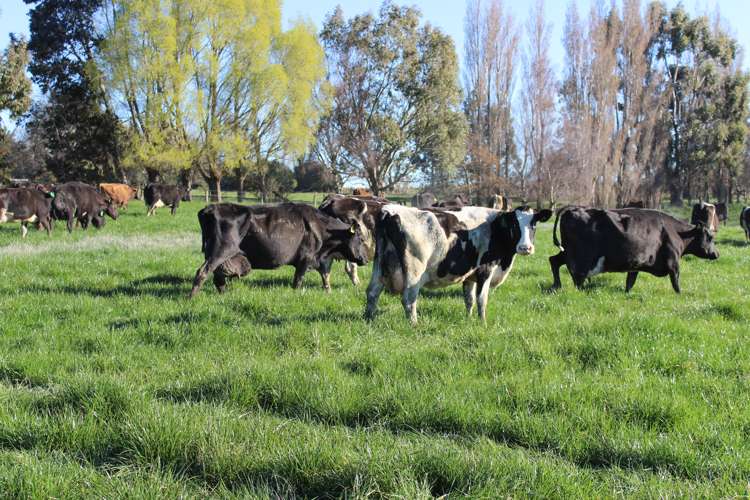 1402 Limehills Browns Road Winton Surrounds_13