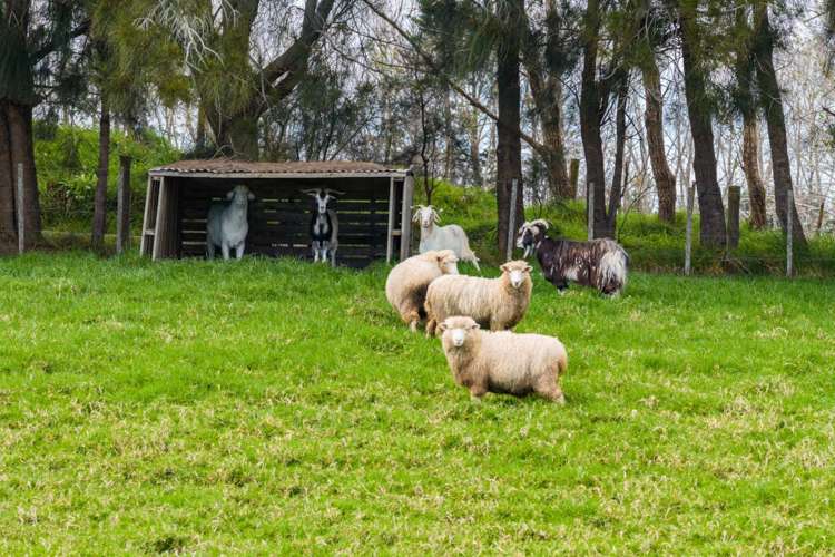 73 Ranganui Road Kaiwaka_51