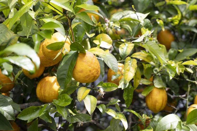 24 Anchorage Grove Maungatapu_65