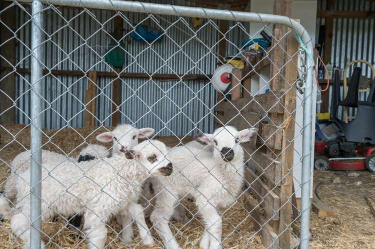 98 Thorpe-Orinoco Road Ngatimoti_30