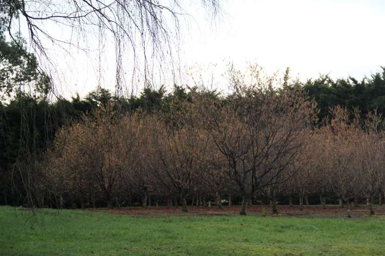 459 Flora East Makarewa_15