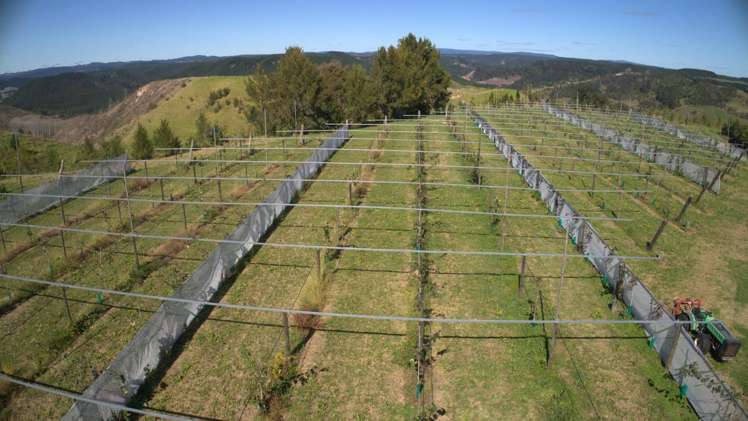 307 Campbell Road Pukehina_22