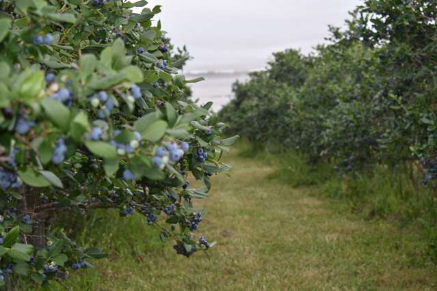 242A Omaha Flats Road Omaha_4