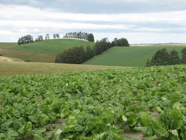 1463 Tuapeka West Road Lawrence_7