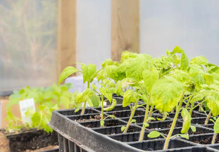 118 Mcphail Road Oropi_22