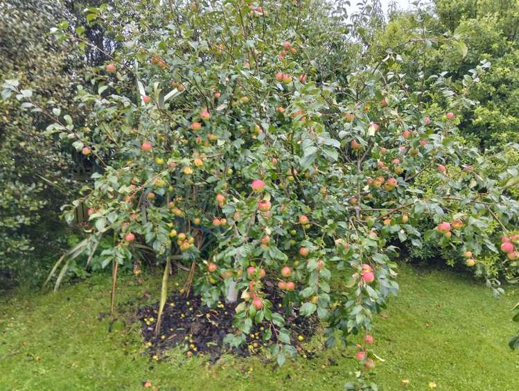 6/68 Orokonui Road Waitati_19