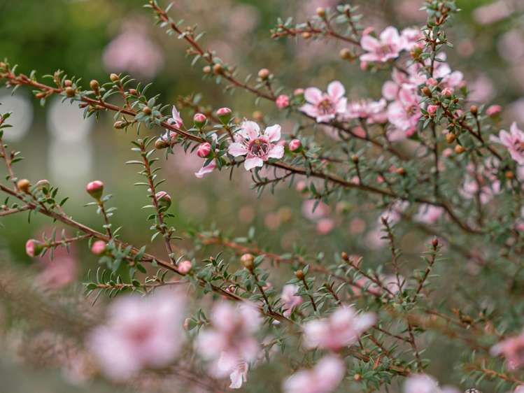 230 Young Street Te Awamutu_17