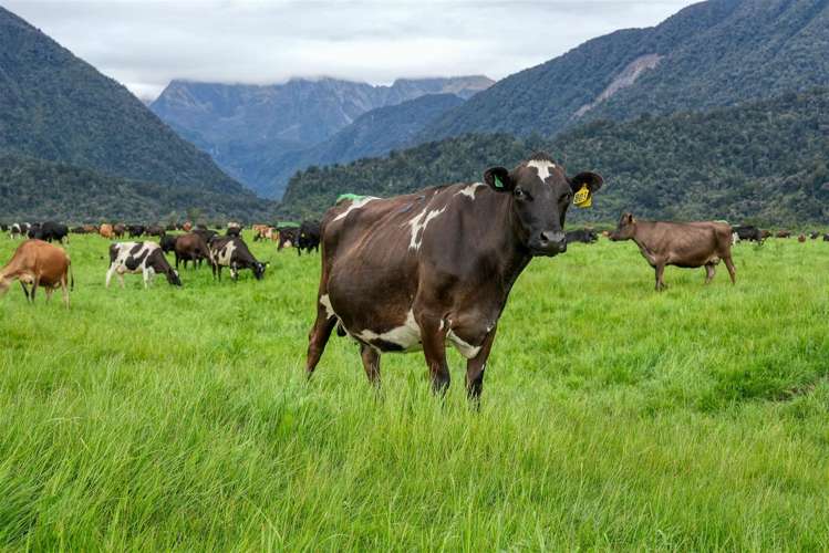 492 Haast Highway Fox Glacier_8