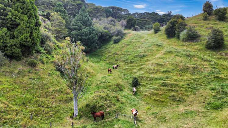 791B White Pine Bush Road Awakeri_49