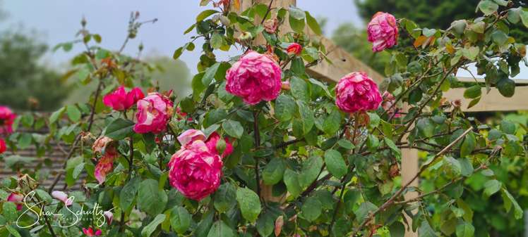 10 Franklin Road Paparoa_27