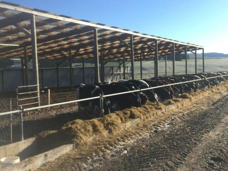 428 Wairuna Settlement Road Clinton and Surrounds_7